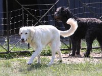 Puppys van Bliss040622-0187